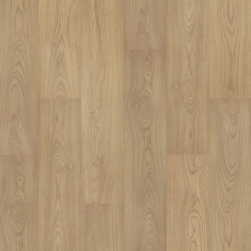 Stallion Hickory